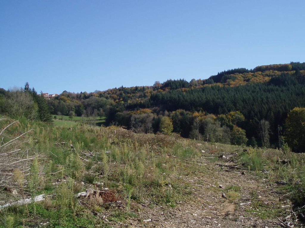 Original image